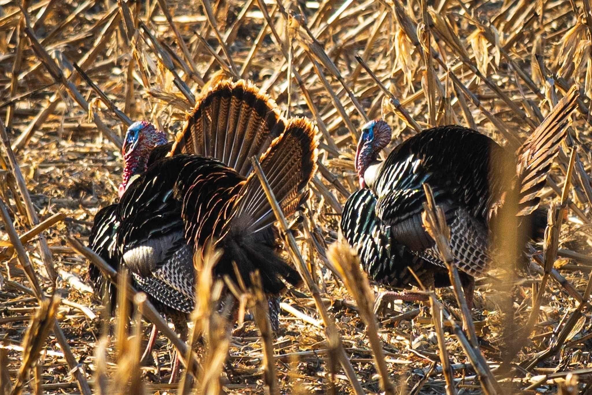 Exploring the Thrills of Turkey Hunting Season in Nebraska Elkhorn